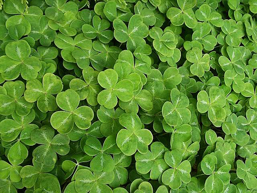 StPats