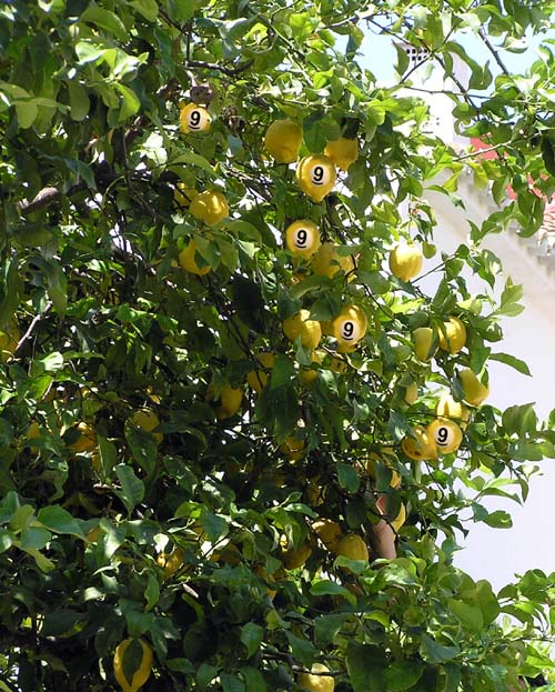 Lemons
